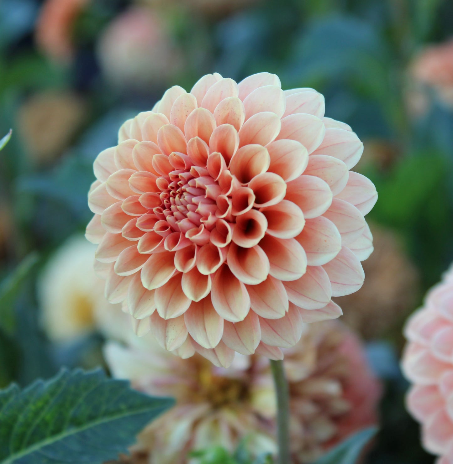 Rose Toscano