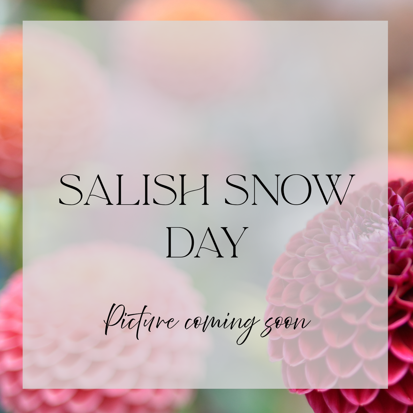 Salish Snow Day