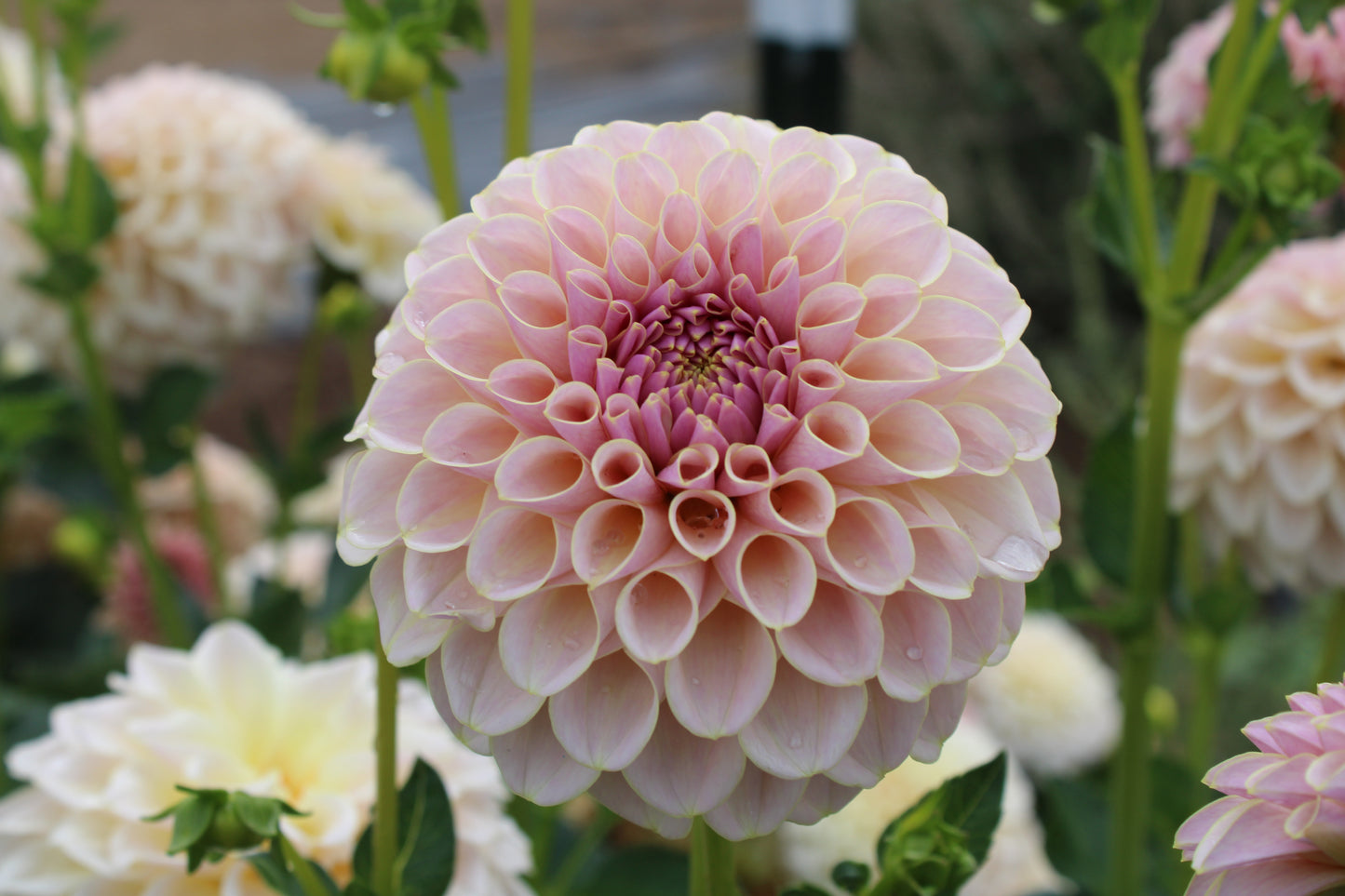 KA's® Cinder Rose Cutting (Limit One)