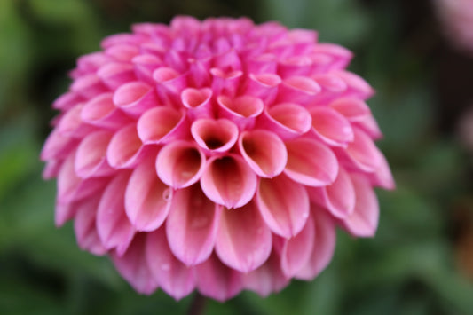 Bracken Rose