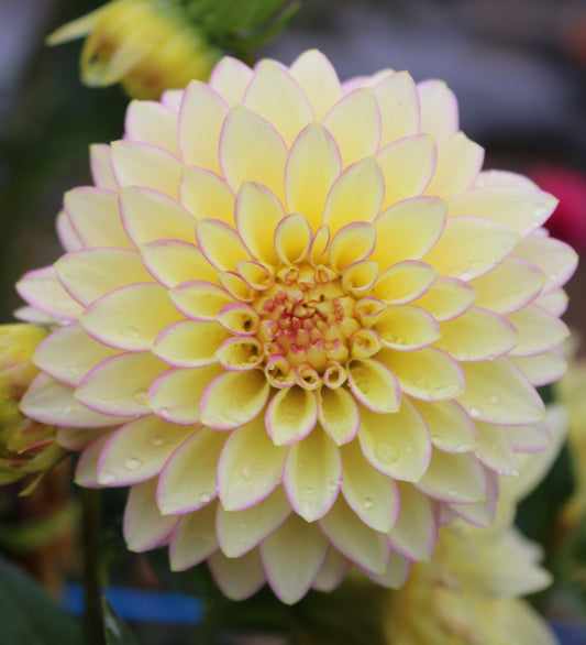Bloomquist Blush