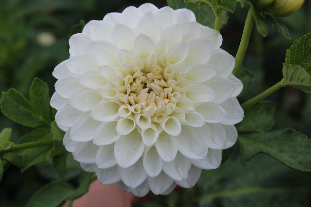 Ferncliff Pearl