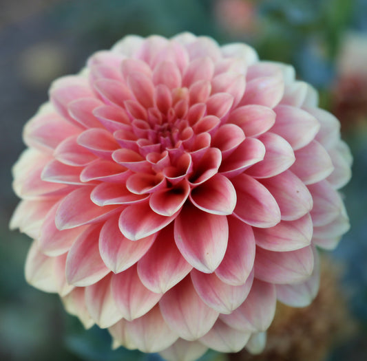 KA's® Boho Peach
