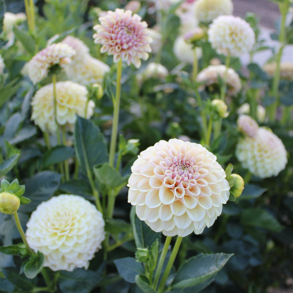 KA’s® Cinder Rose (Limit one)