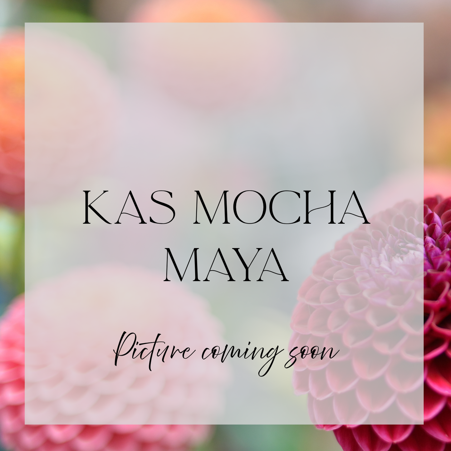 KA's® Mocha Maya Cutting