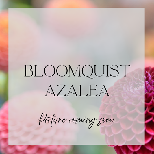 Bloomquist Azalea