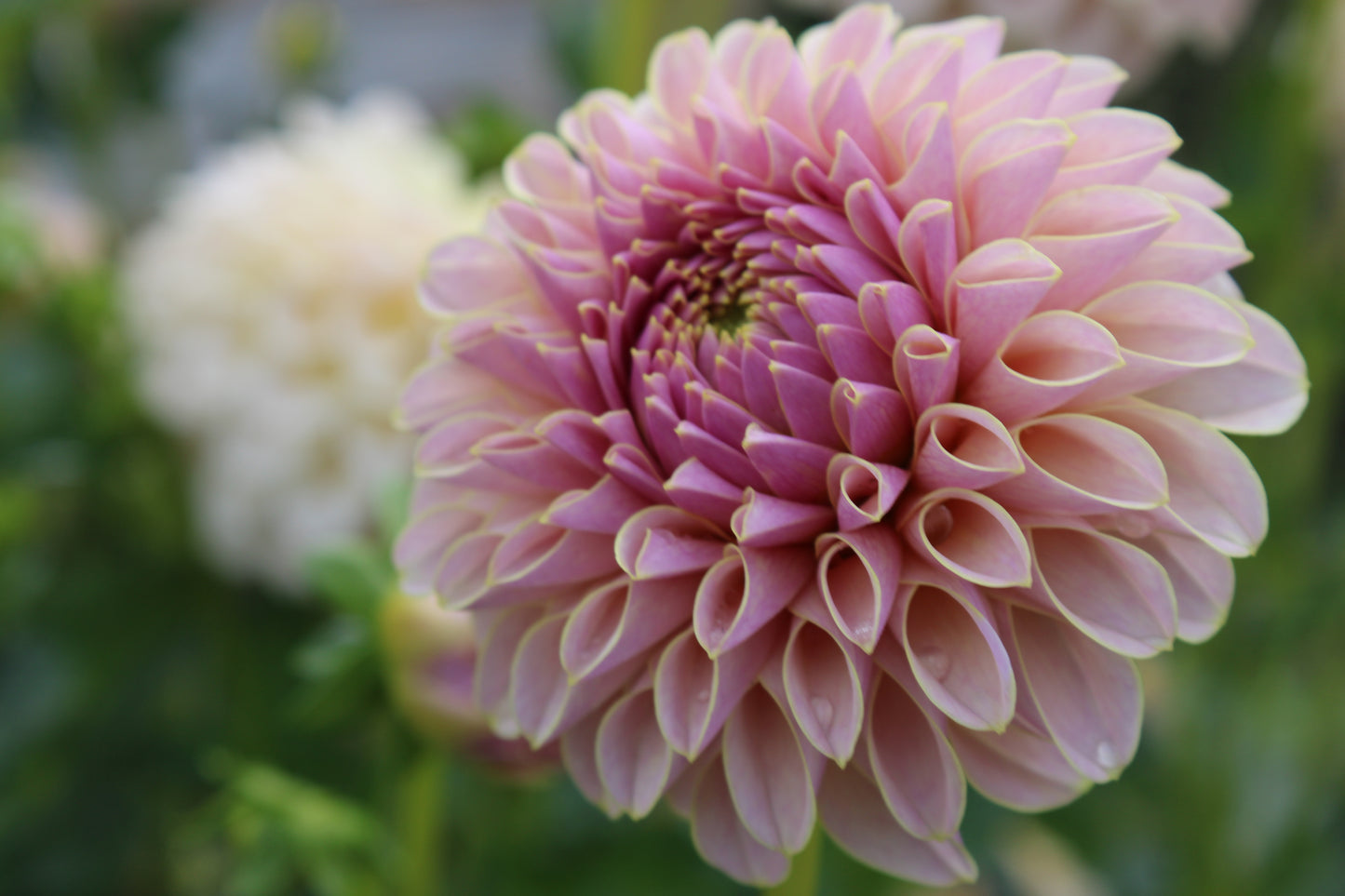 KA's® Cinder Rose Cutting (Limit One)