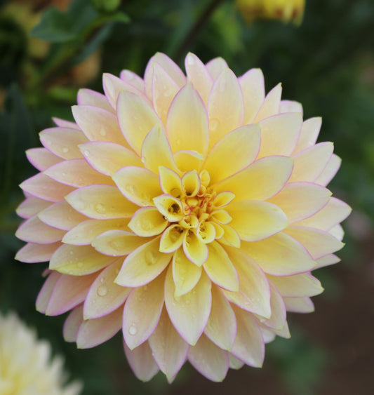 Bloomquist Blush
