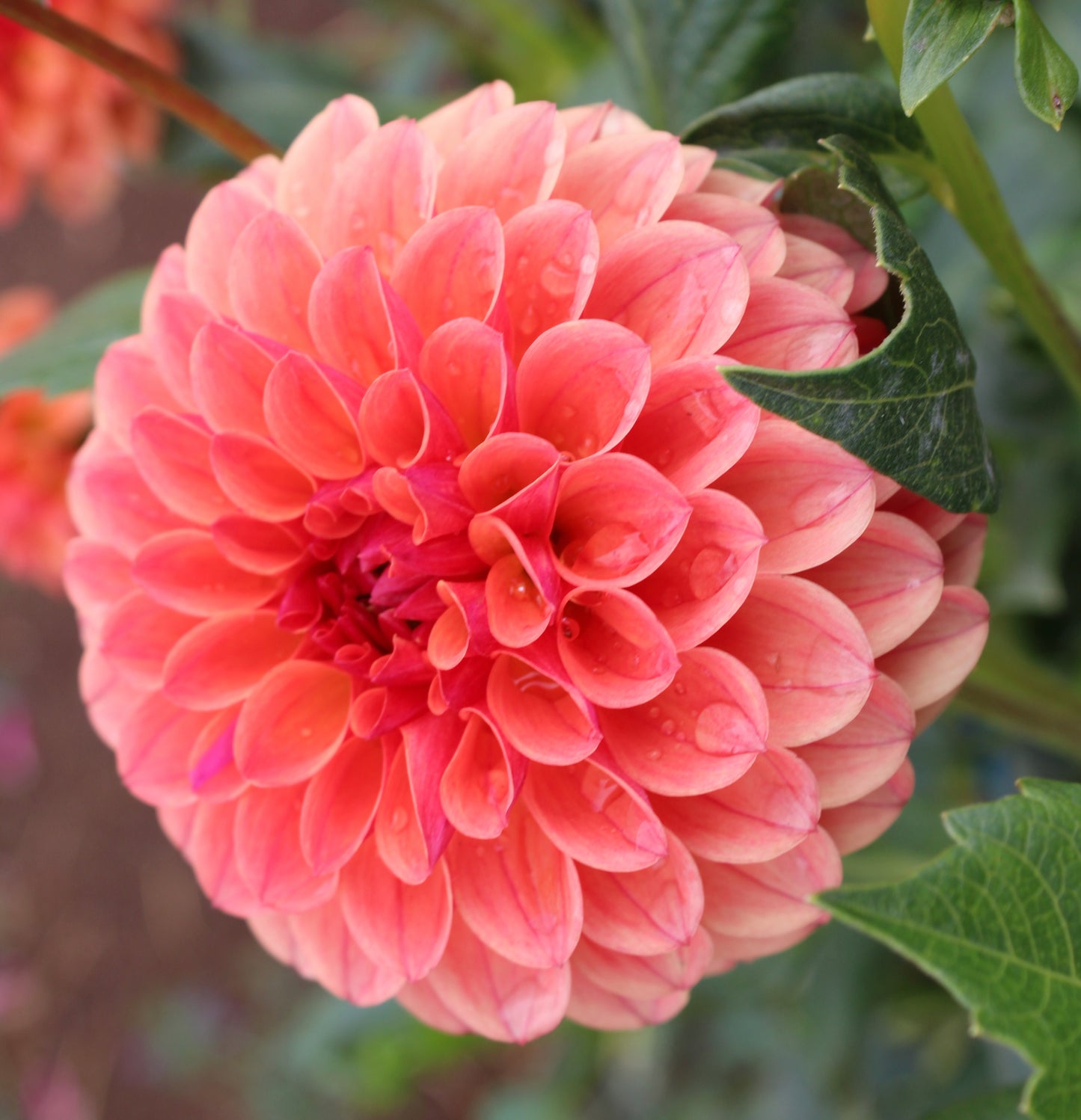 KA’s® Blood Orange