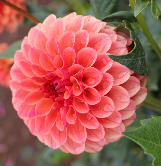 KA’s® Blood Orange