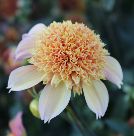 Sandia Brocade