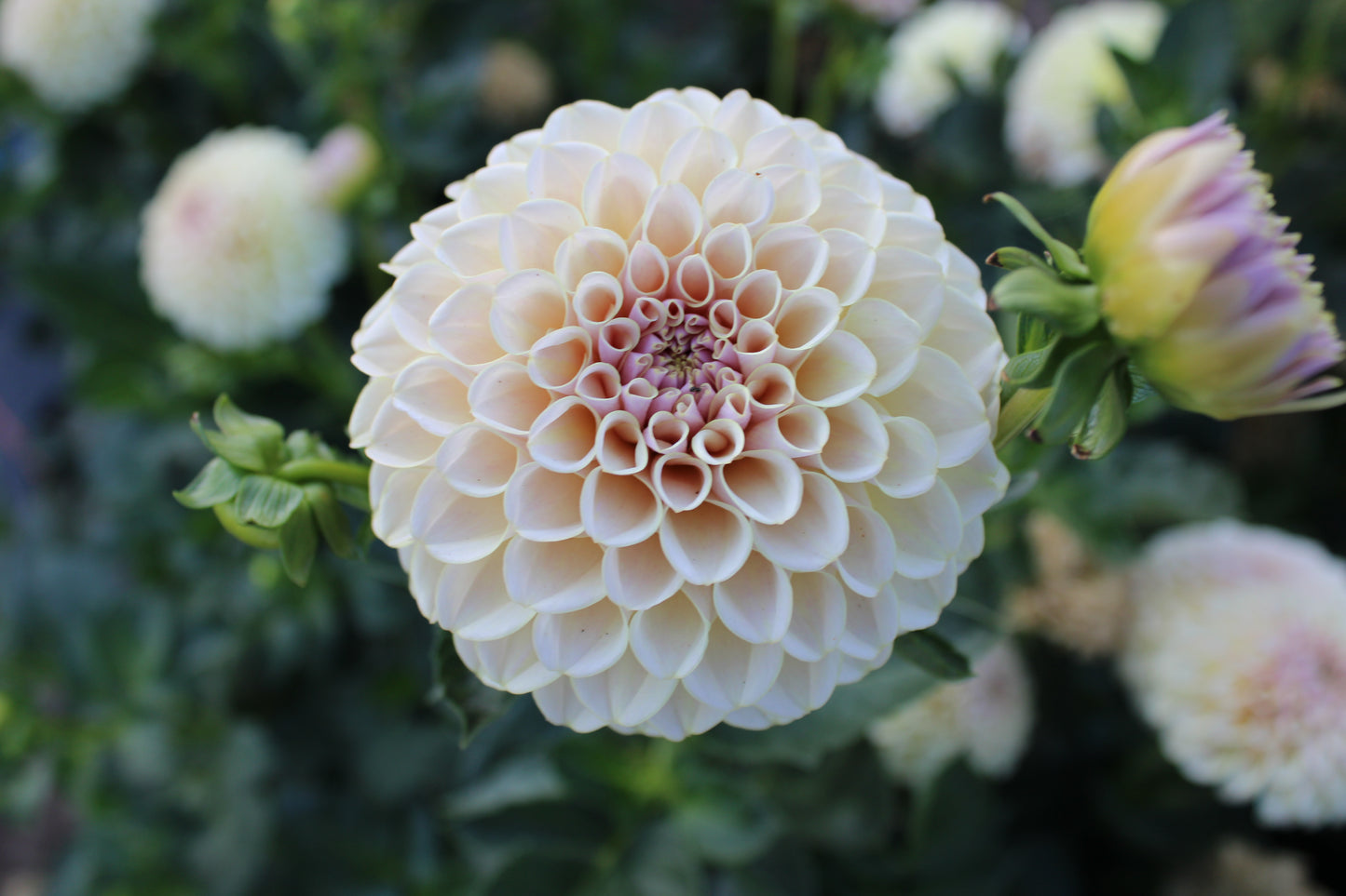KA's® Cinder Rose Cutting (Limit One)