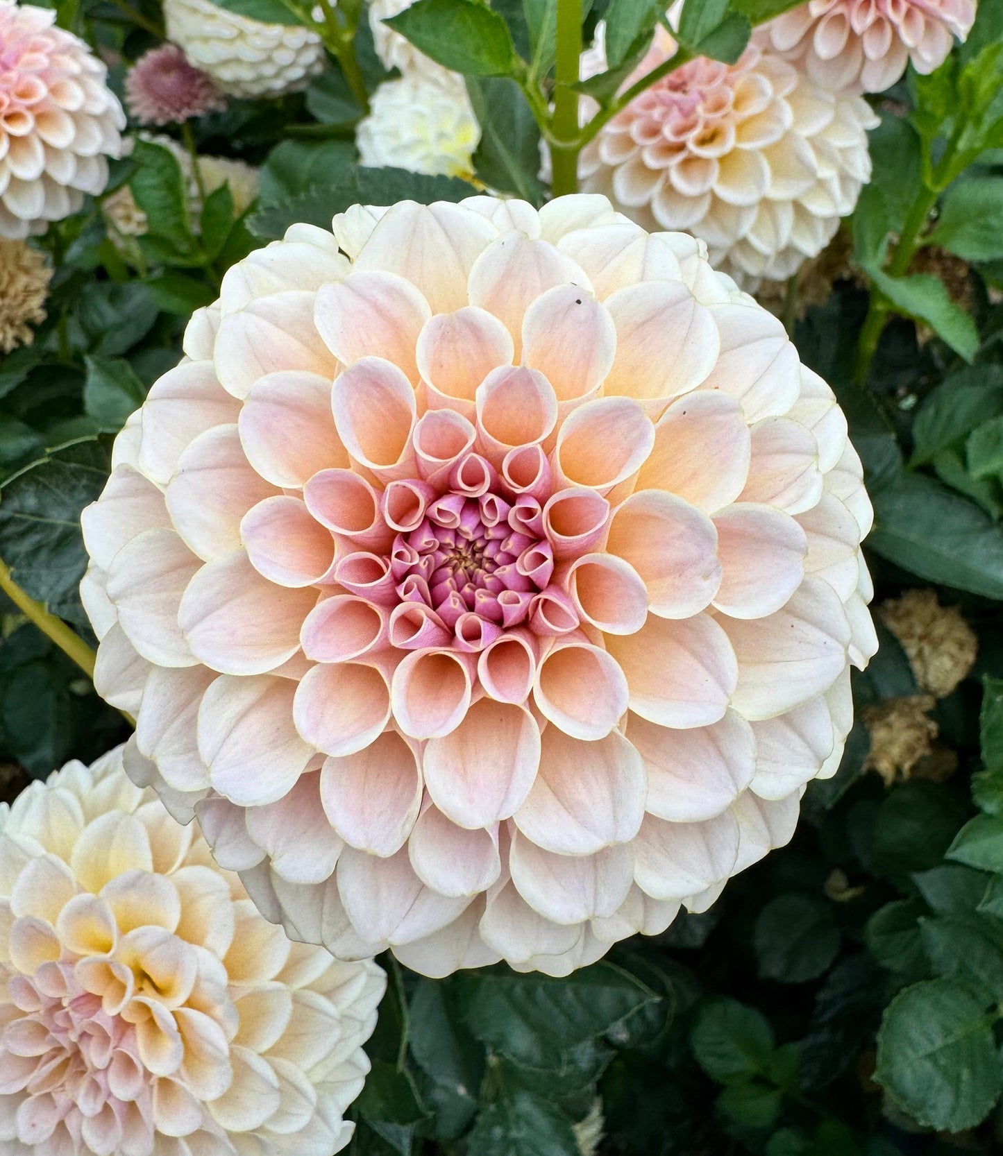 KA's® Cinder Rose Cutting (Limit One)