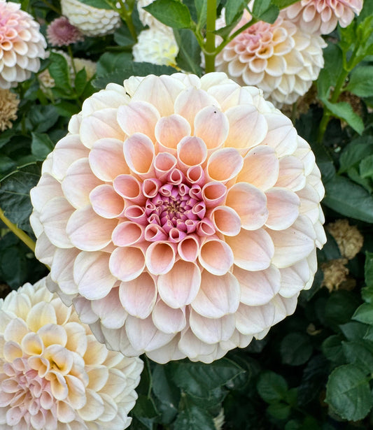 KA's® Cinder Rose Cutting (Limit One)