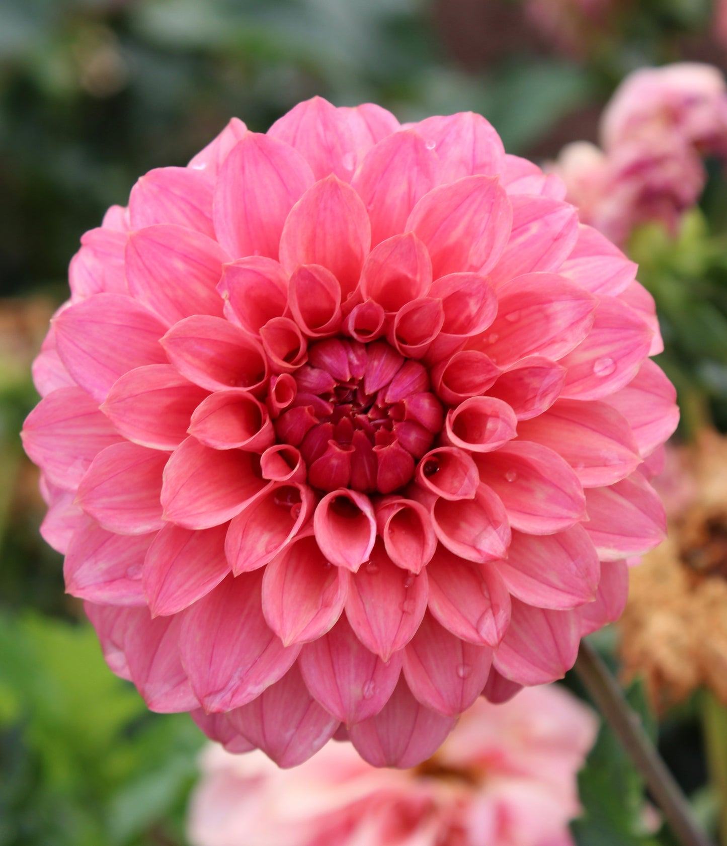 KA's® Keltie Rose Cutting