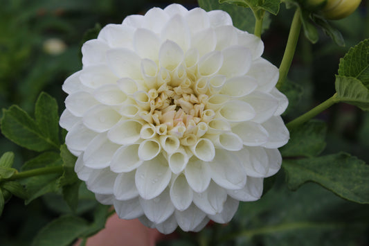 Ferncliff Pearl