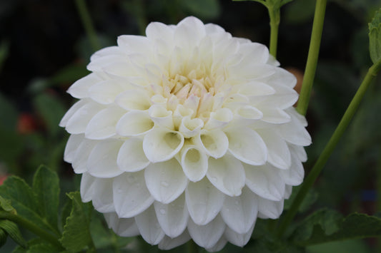 Ferncliff Pearl