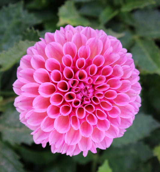 Bracken Rose