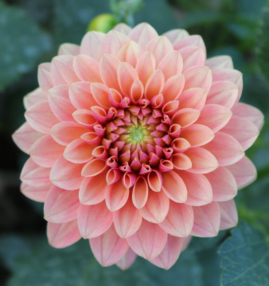 KA's® Boho Peach