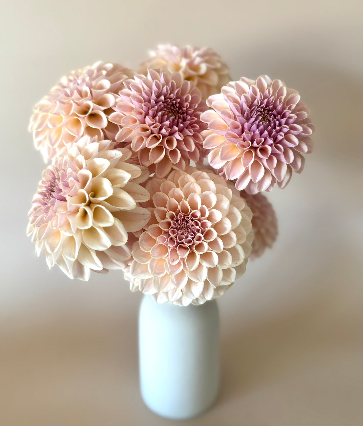 KA’s® Cinder Rose (Limit one)